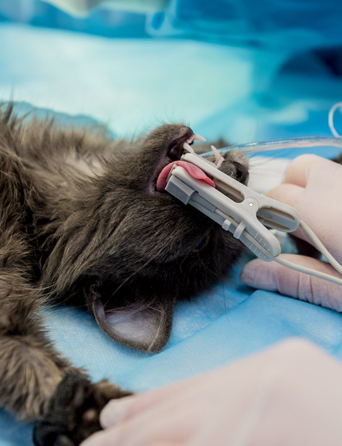 Endoscopy
