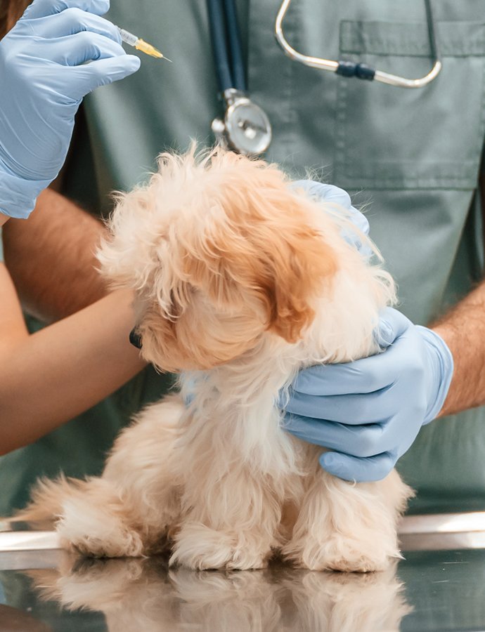 Vaccination