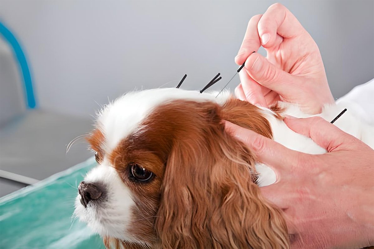 Acupuncture