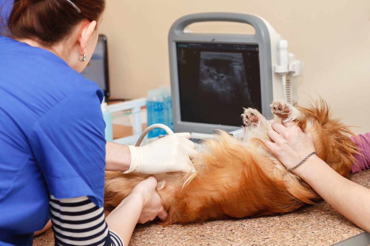 Echocardiography