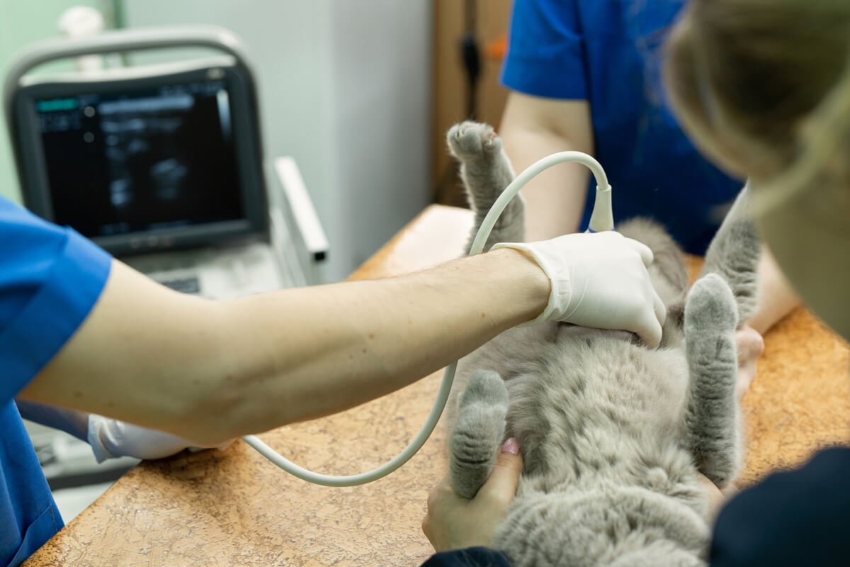 Endoscopy