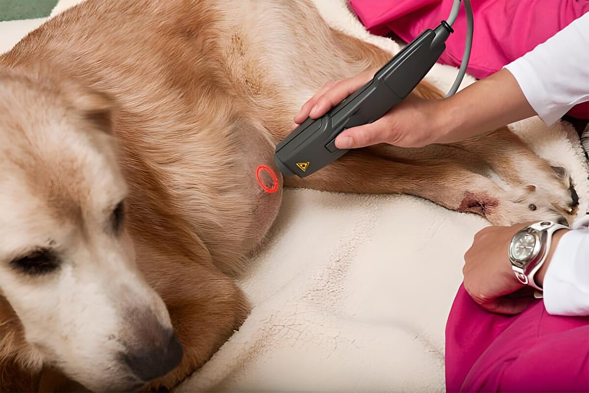 Laser Physiotherapy