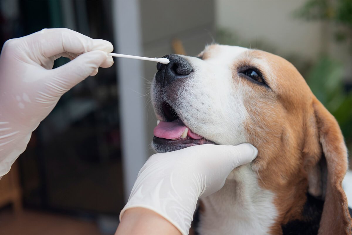 Vaccination
