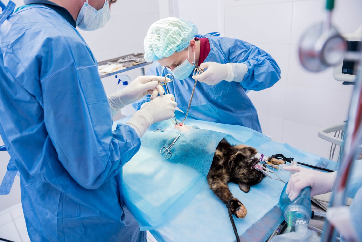 Soft Tissue Surgery