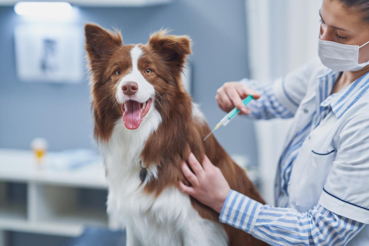 Vaccination